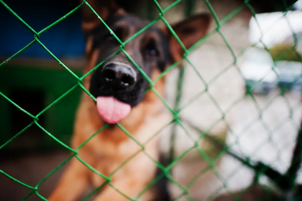 ¿Está prohibido poner mallas de protección para mascotas y niños en PH?